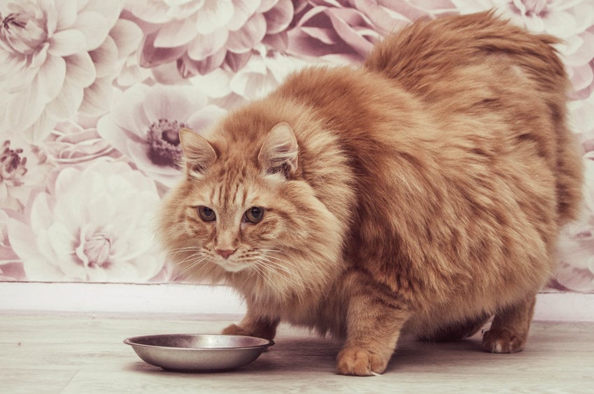How to help your cat lose weight