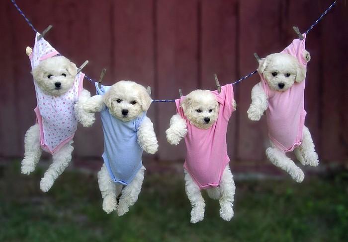 Llevando al Cachorro a Casa: Suministros Esenciales para una Bienvenida Feliz