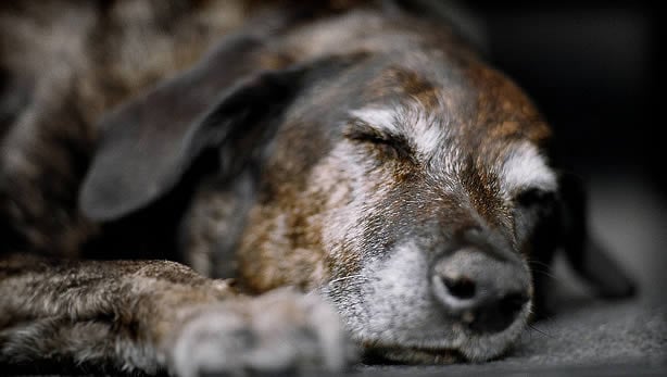 Cómo cuidar a un perro mayor