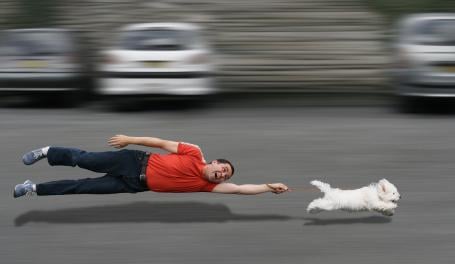 Cómo entrenar a tu perro: Entrenamiento con correa para cachorros
