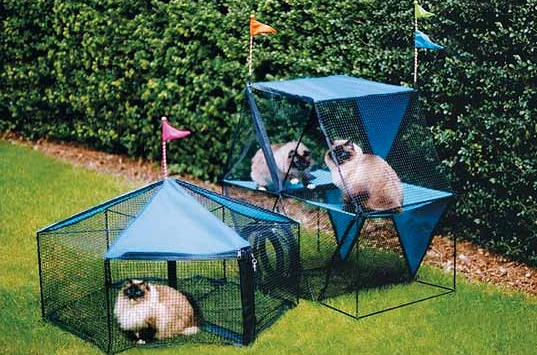 11 Beneficios de los Recintos Exteriores para Gatos