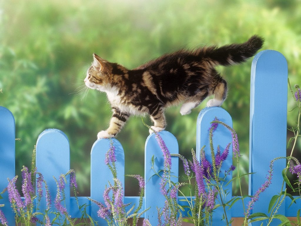 5 Tips On How To Transition Your Kitty From An Outdoor Cat To An Indoor One