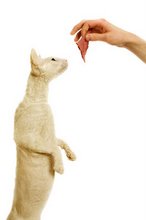 That's a good kitty!