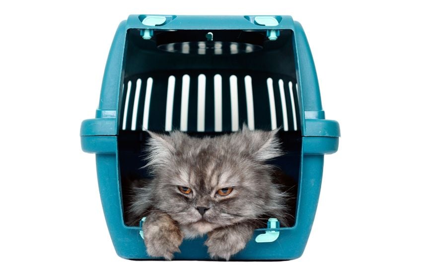 Teaching your cat to like his carrier
