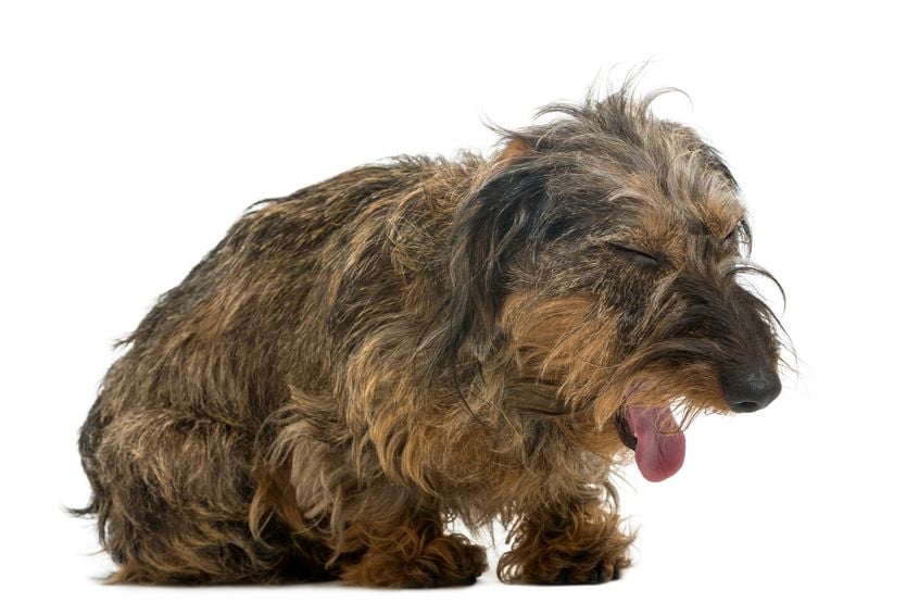 Why does my dog smell so bad?