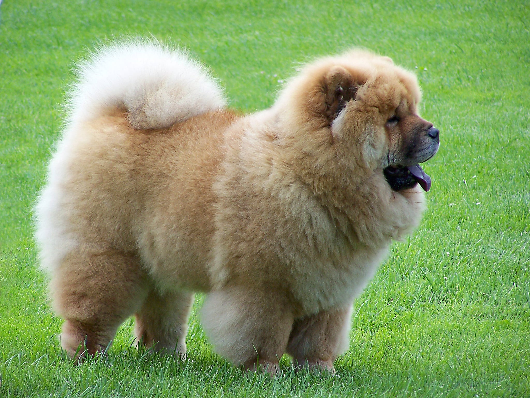 5 Ways To Control Your Pet's Shedding