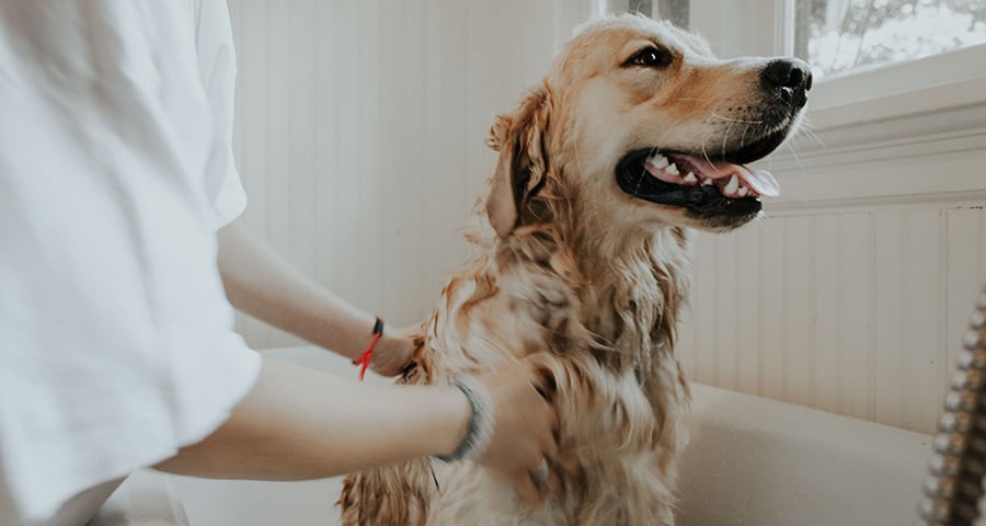 Essential House Cleaning Tips for Pet Owners
