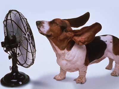 Mantener a tus Mascotas Seguras Durante el Calor