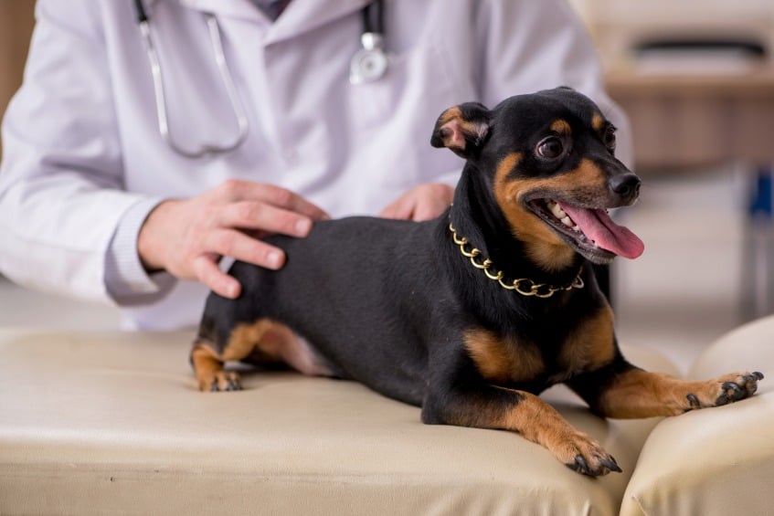 Where are Flea and Tick Populations the Worst?