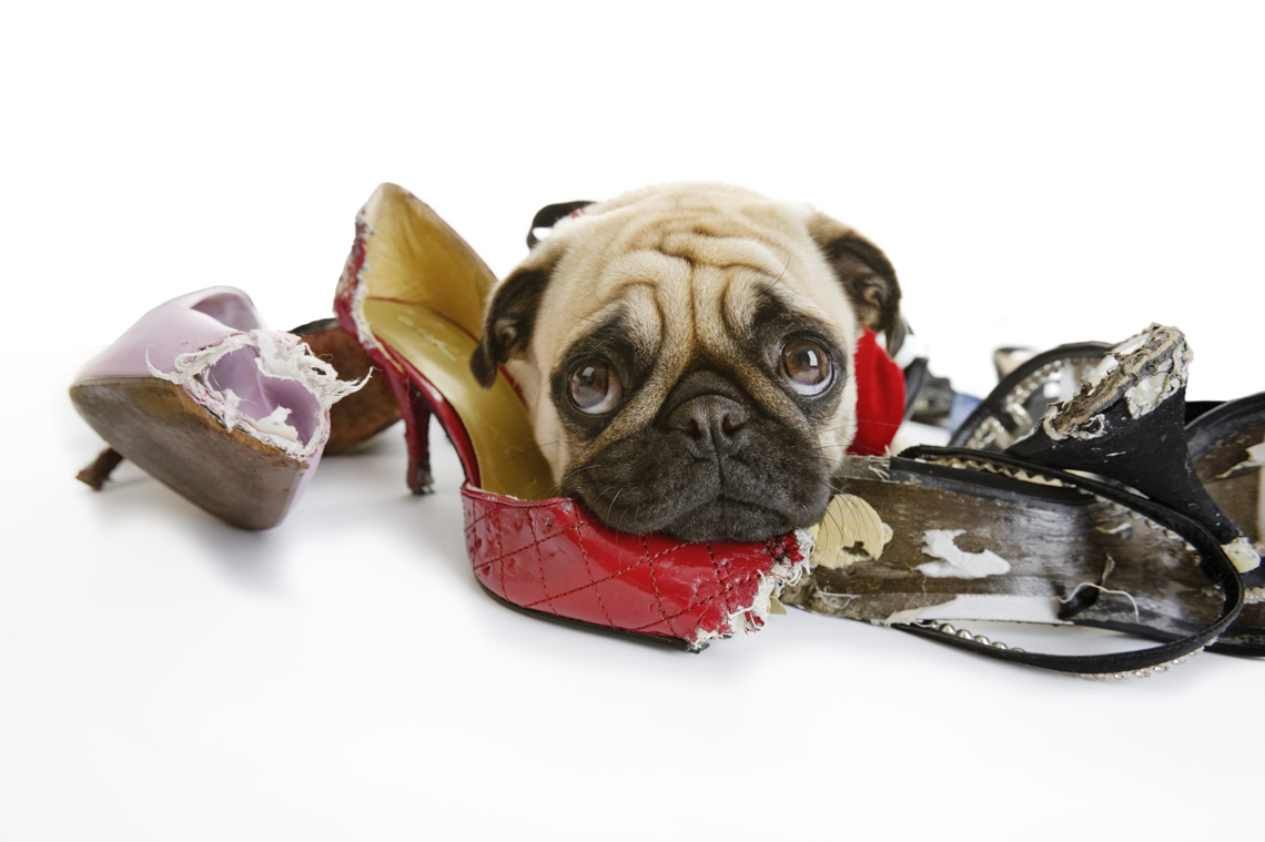 How To: Prevent Your Pets From Wrecking Your Belongings