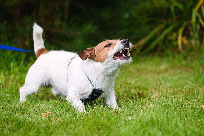 How to teach your dog to stop barking at strangers