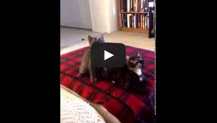 ¡TIENES QUE ver estos gatitos bailarines!
