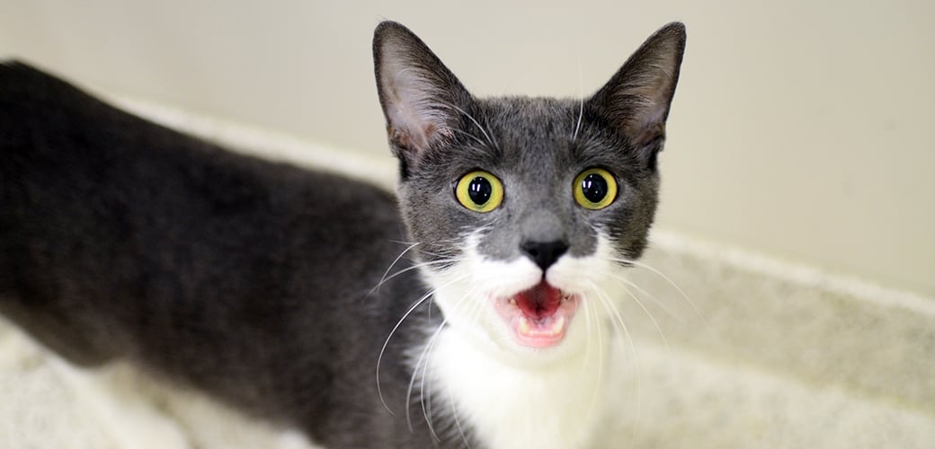 The Cat’s Meow: Excessive Meowing and How to Curb Cats’ Cries