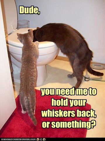 A sick kitty puking in the toilet
