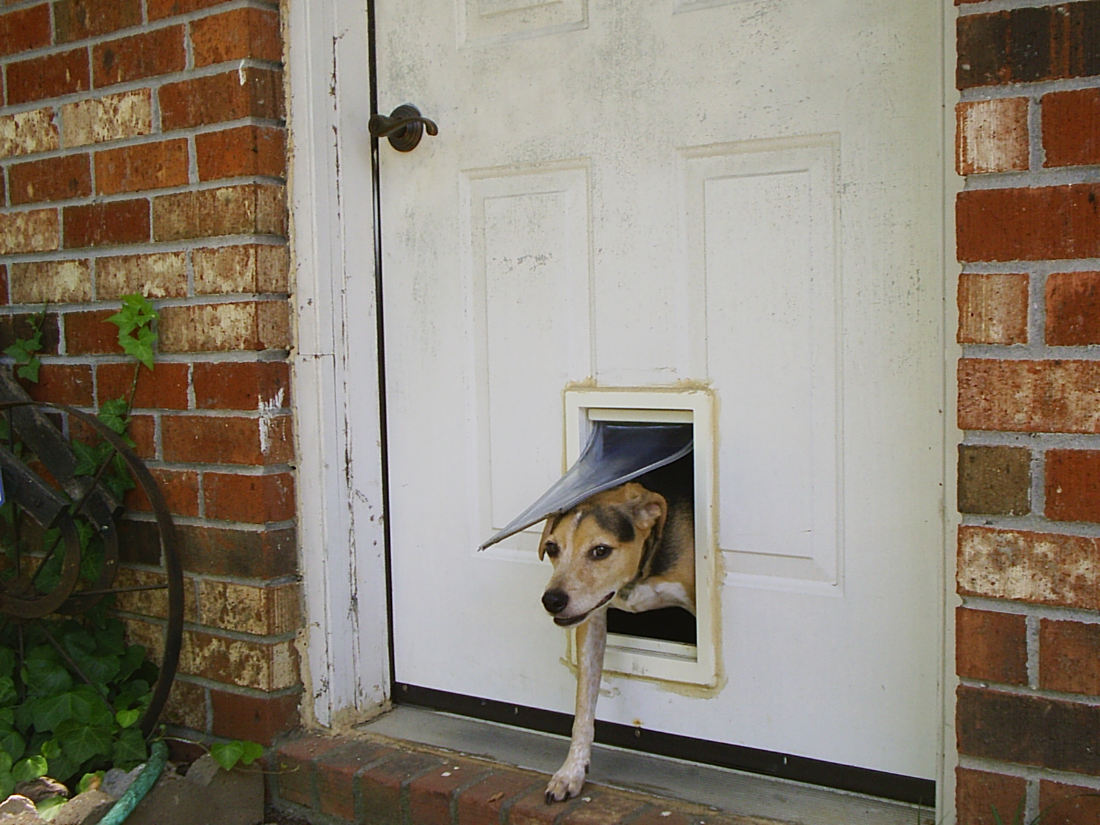 5 Cosas que Debes Considerar Antes de Comprar una Puerta para Perros
