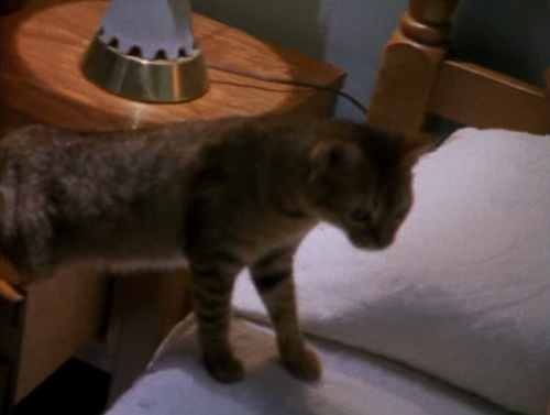 This bed is soft, but I may need to tap it with both feet for several minutes before lying down...