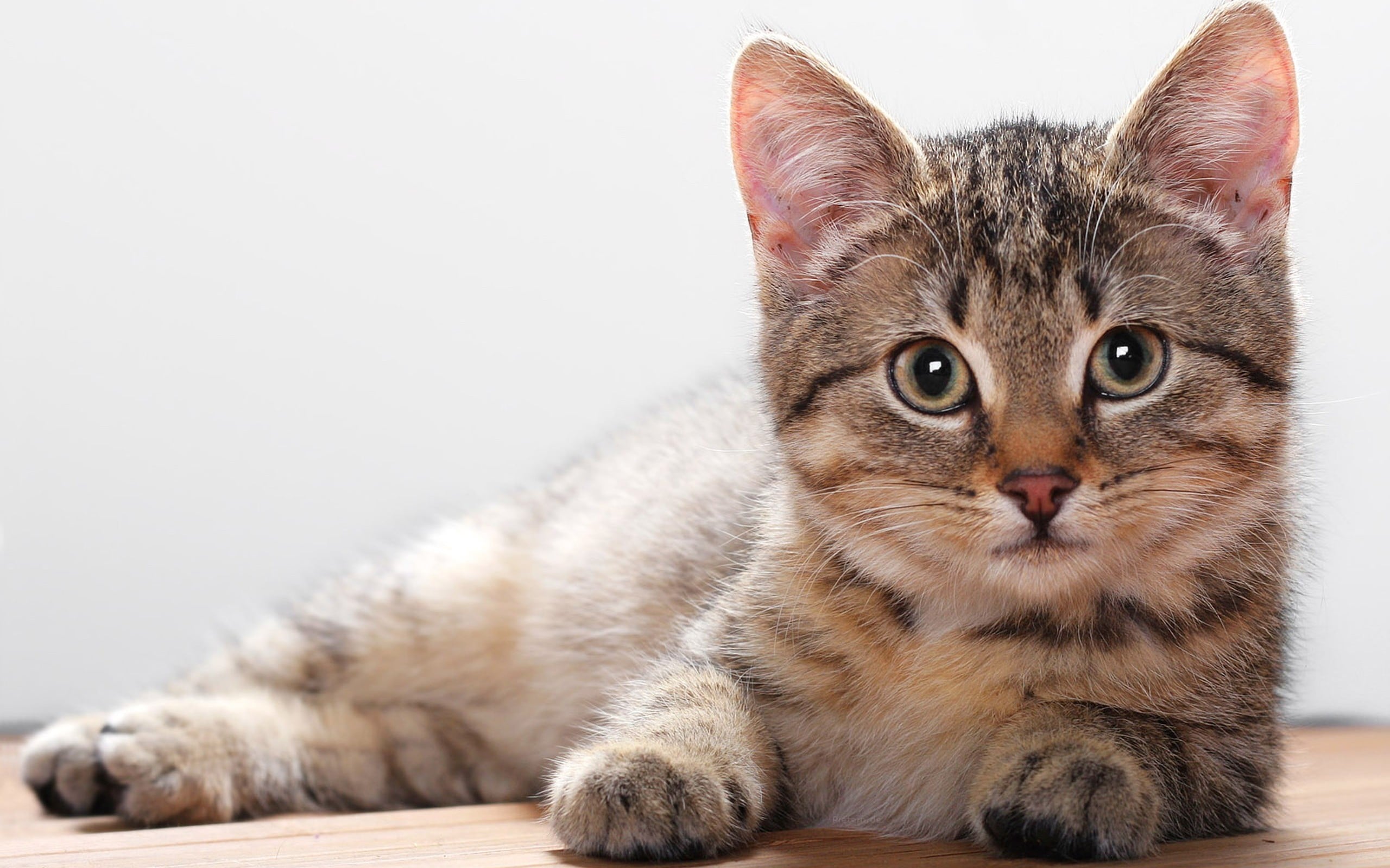 10 enfermedades comunes en los gatos