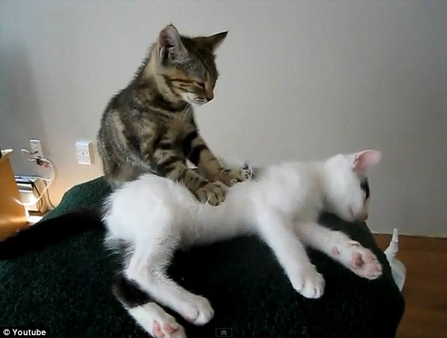 Why do cats knead?