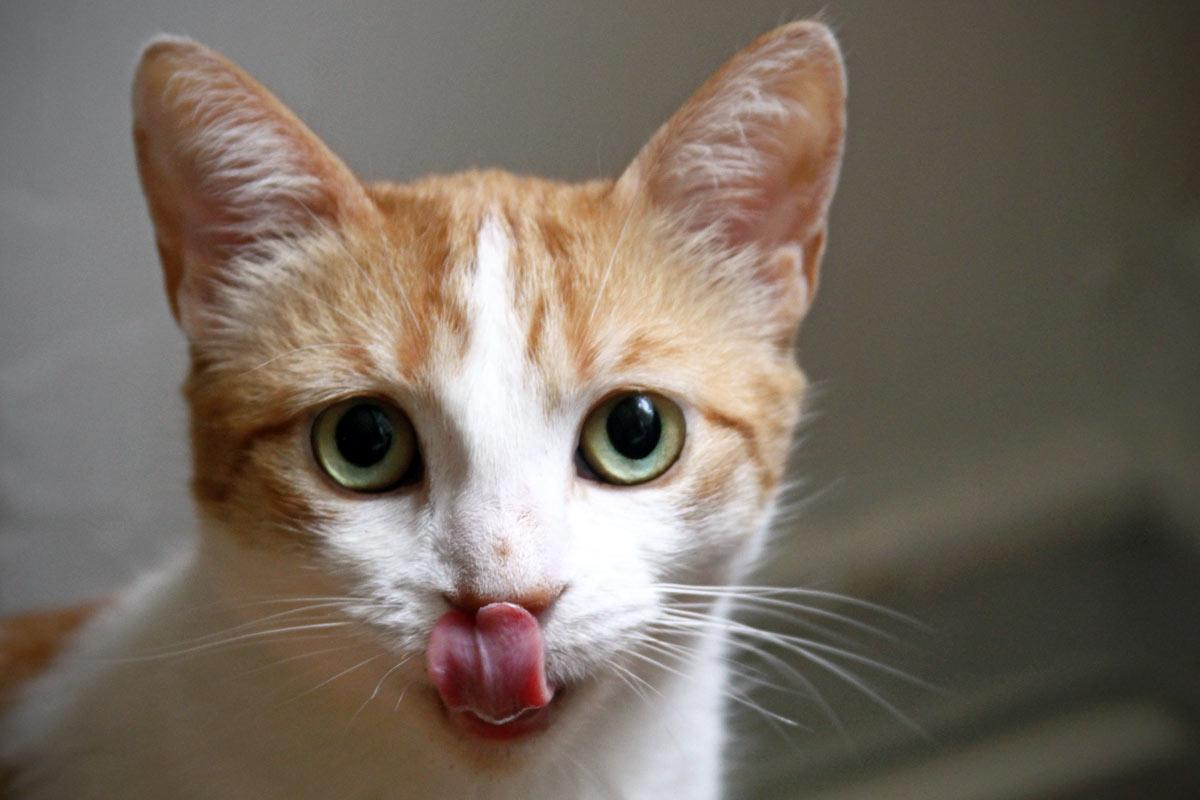 ¿Por qué mi gato lame la pared?