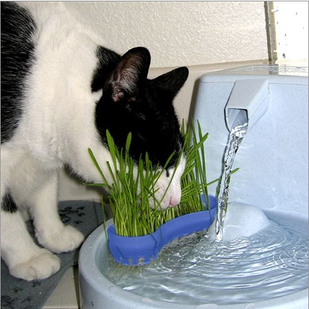 6 Razones por las que los dueños de gatos deberían considerar el pasto hidropónico