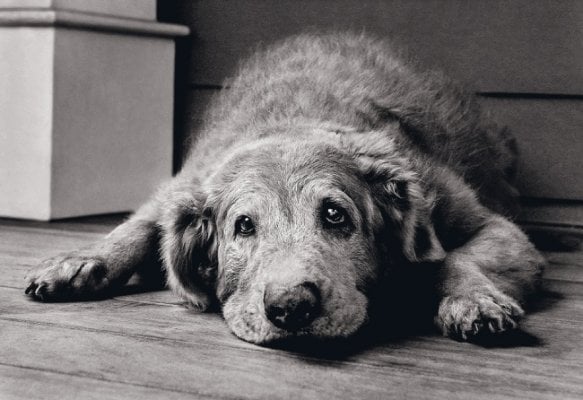 Perros con demencia: señales a tener en cuenta y cómo ayudar