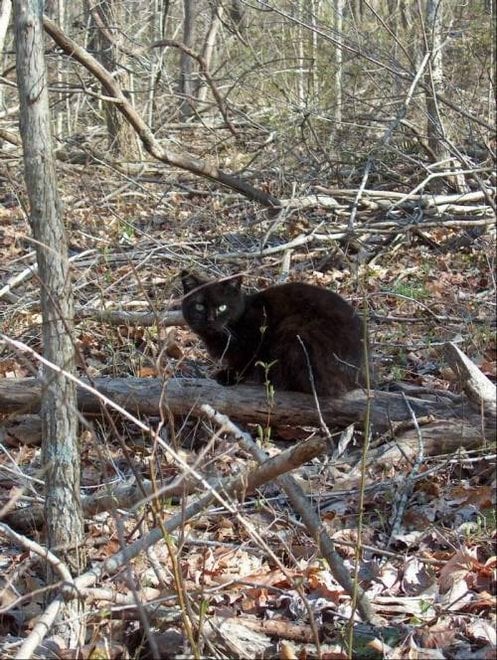 El Dilema del Gato Feral: Preguntas y Soluciones Parte 1.