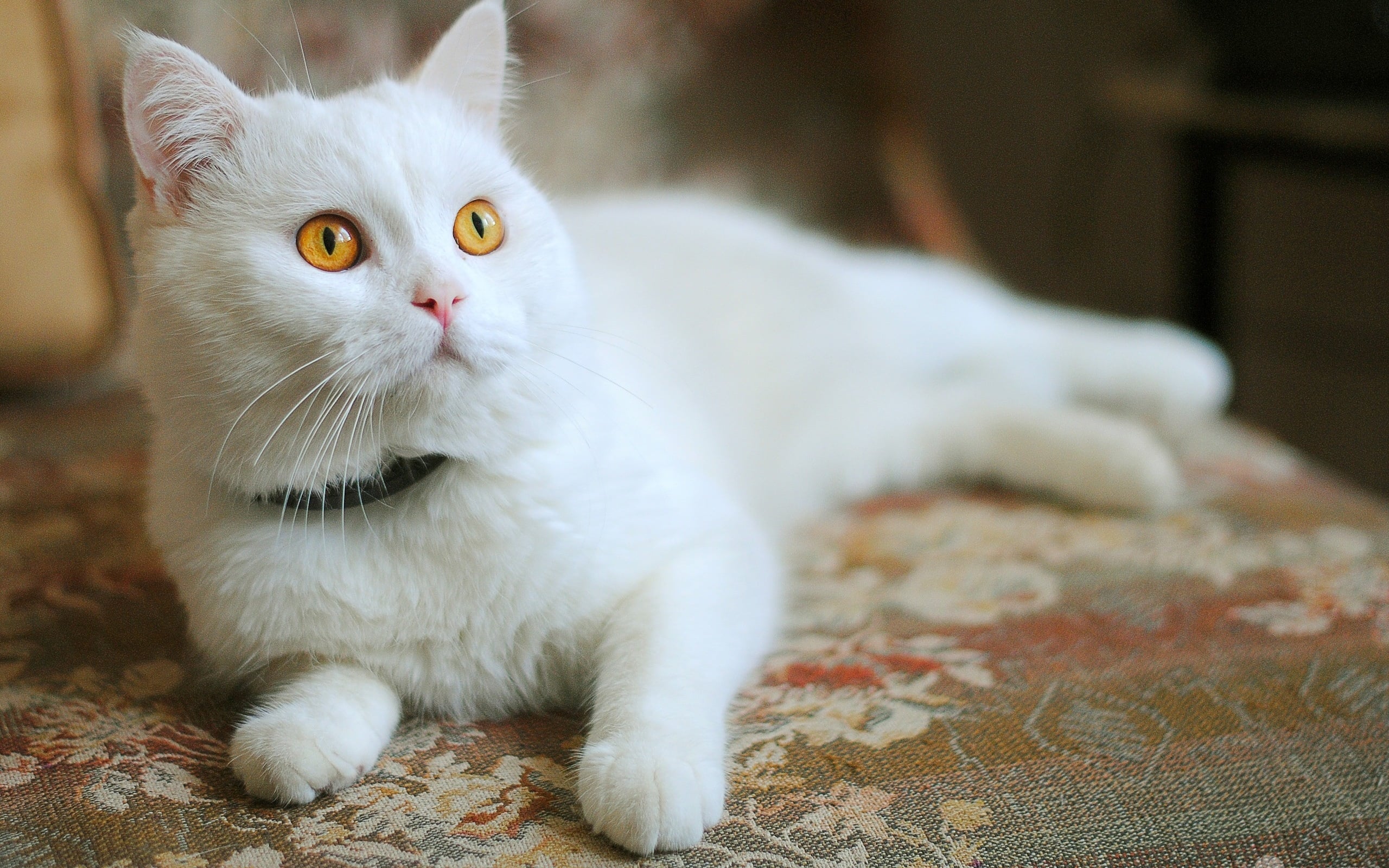 Enfermedades infecciosas comunes en gatos