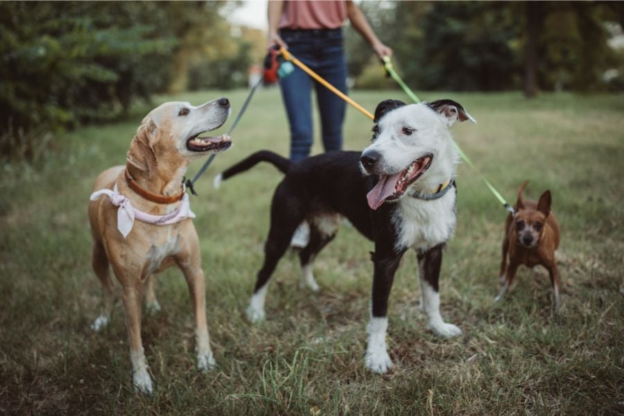 Trail Blazers Unleashed: Must-Have Gear for Your Outdoor-Obsessed Pup!