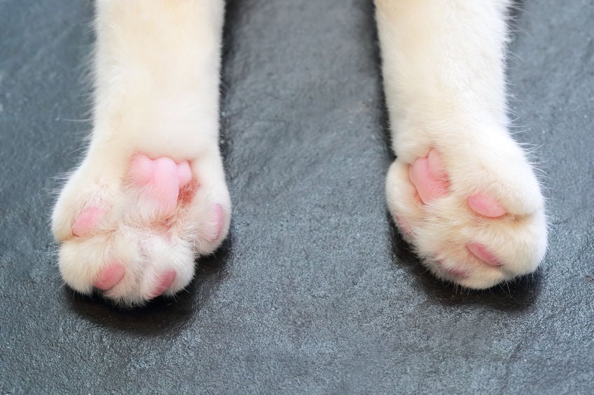 When do I need to trim my cat’s claws?