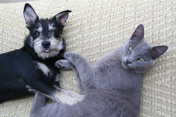 ¿Pueden los perros contagiarse de gusanos de los gatos?
