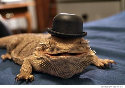 Reptiles como Mascotas para Principiantes