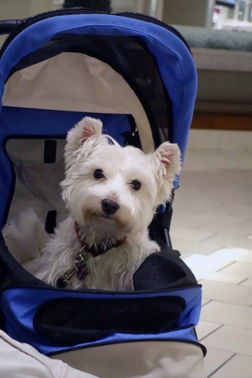 7 Razones por las que Deberías Comprar un Cochecito para Mascotas