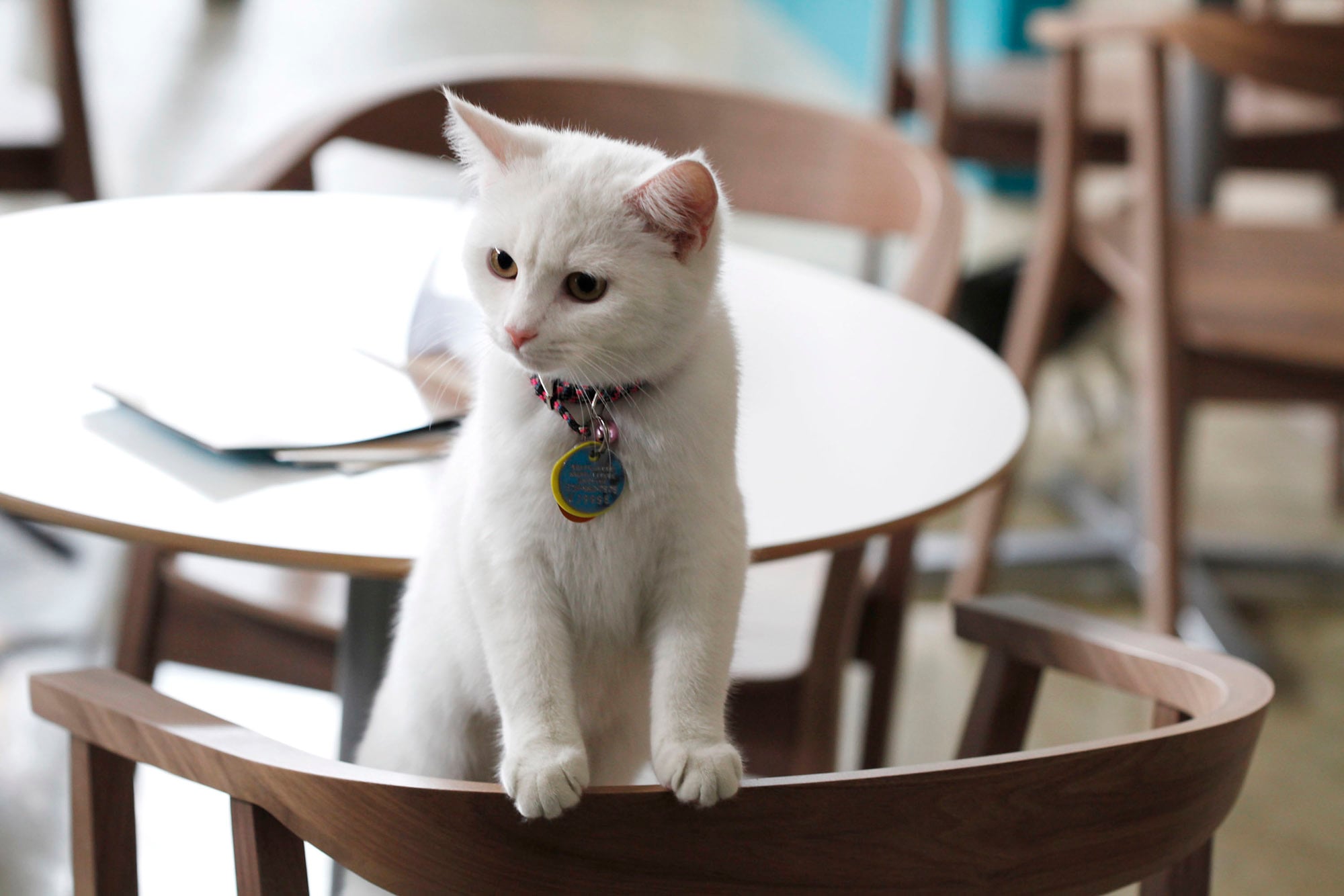 How To Introduce A Cat To A New Home
