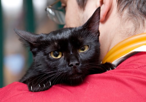 Trastornos vestibulares en gatos