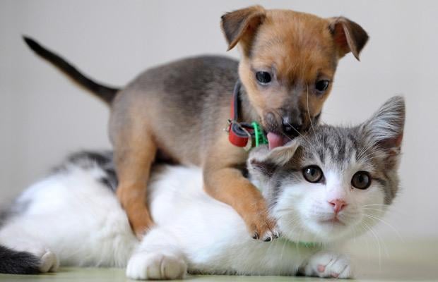 ¿Vas a tener un nuevo perro? Cómo acostumbrar al gato de la familia