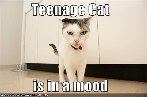 Gatos Adolescentes y Qué Esperar