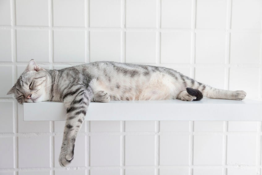Why do cats have such good balance?