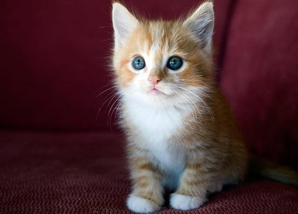 5 Formas de Cuidar a un Gatito Callejero