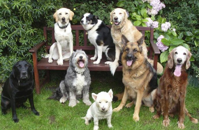Las 10 enfermedades más comunes en los perros