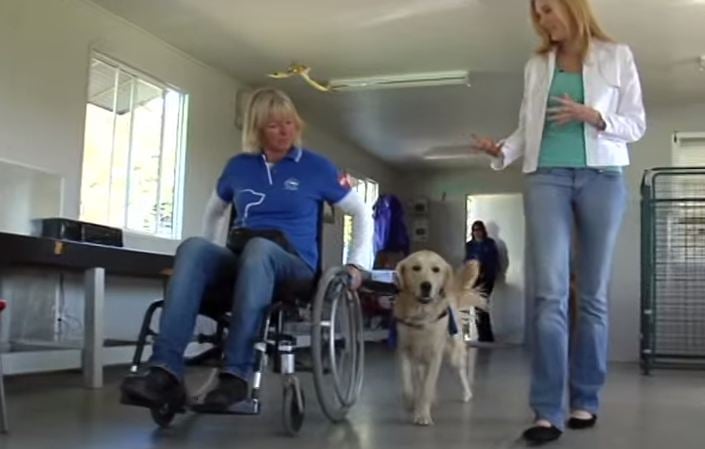 WATCH: Assistance Dogs Four Legged Carers