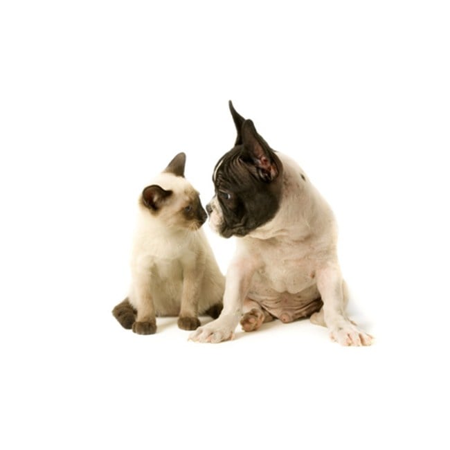 Amantes de los Gatos, Amantes de los Perros y la Personalidad