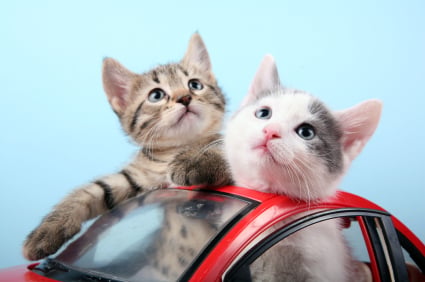 Cómo transportar a tu gato en época de calor