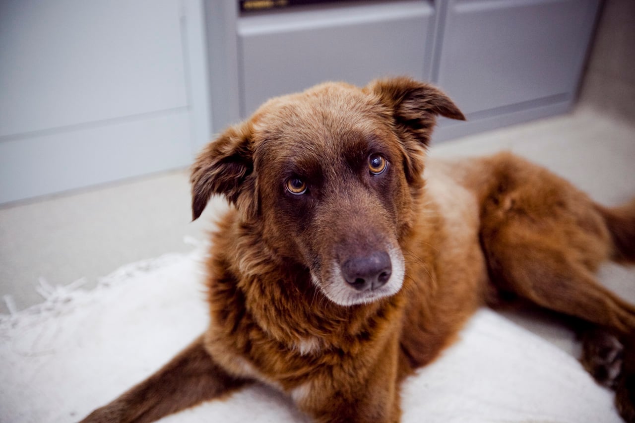 Adoptar un Perro Adulto con Problemas de Comportamiento