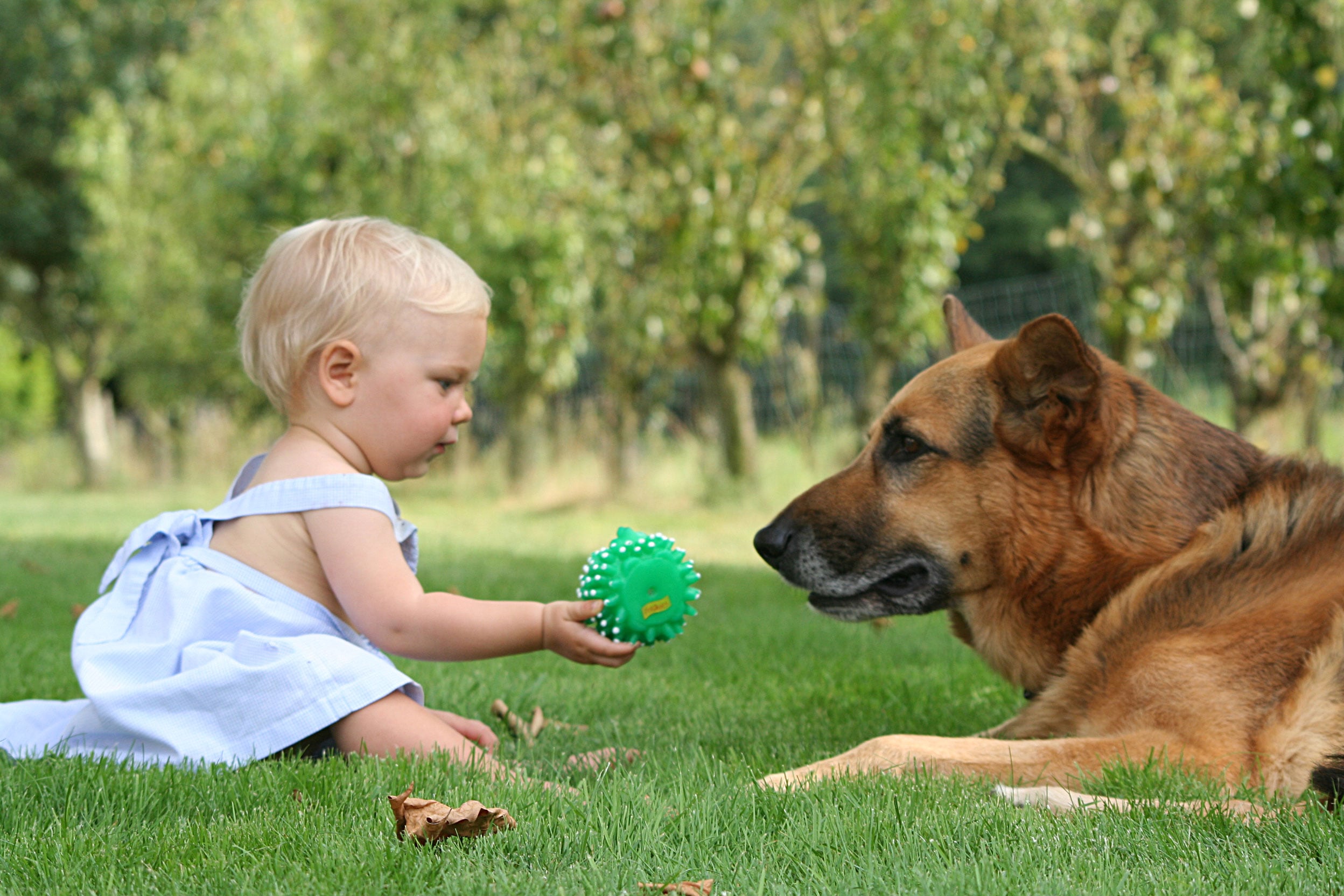 Involving Children In Caring For Family Pets