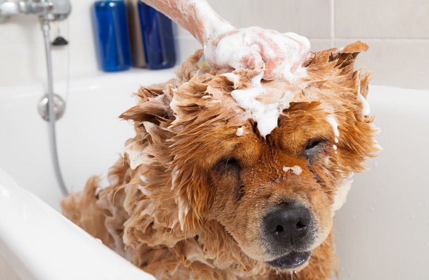What’s causing my dog’s dandruff?
