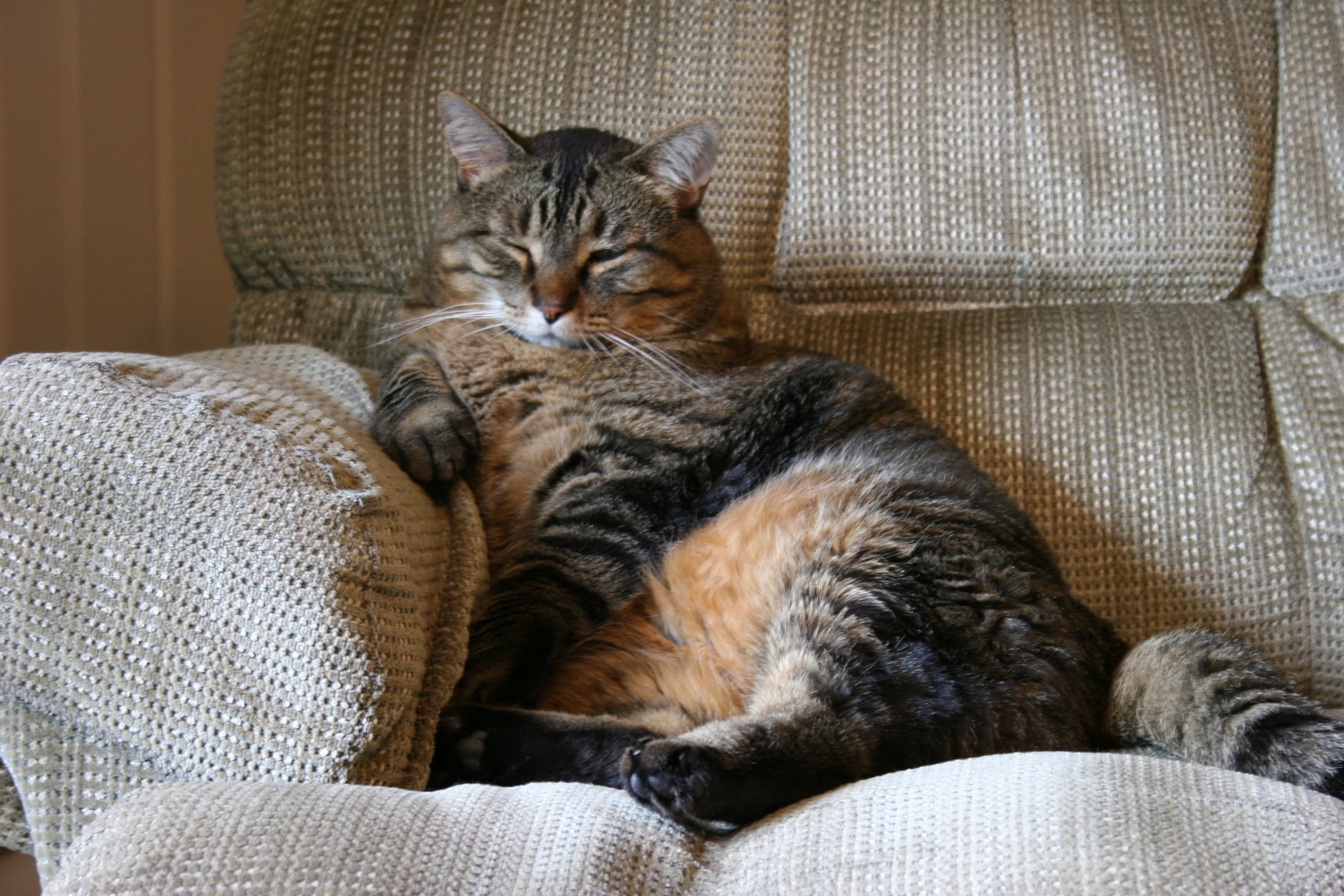 Qué hacer cuando el peso de tu gato está fuera de control