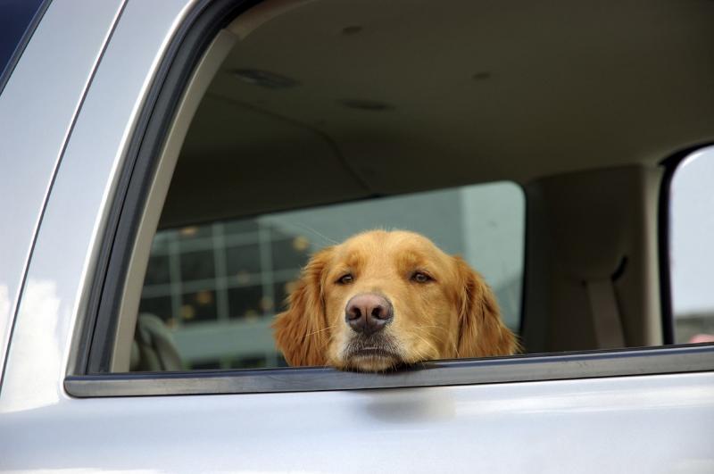 Perros con mareo en los viajes