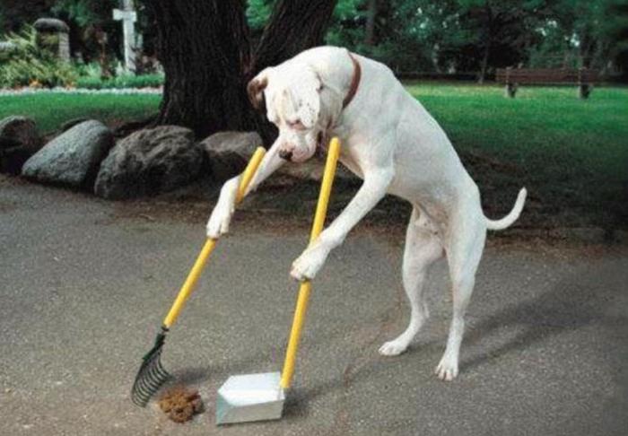 Etiqueta al Recoger las Heces de tu Perro