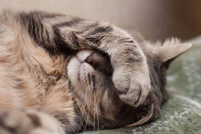 What you need to know about stomatitis in cats