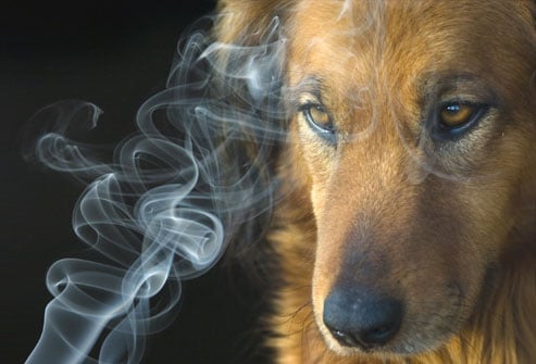 ¿Fumar Afecta a Tu Perro?